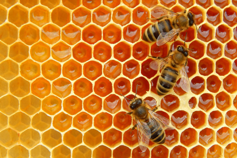 To bee or not to bee? Wax is the question